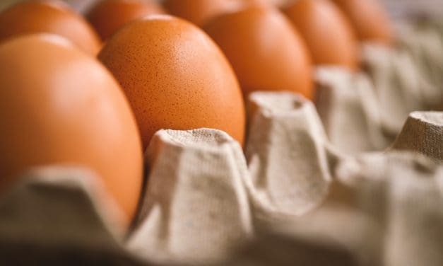 Indonesian Eggs Export to Singapore