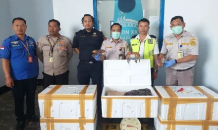 Merauke Crabs Successfully Exported to Singapore